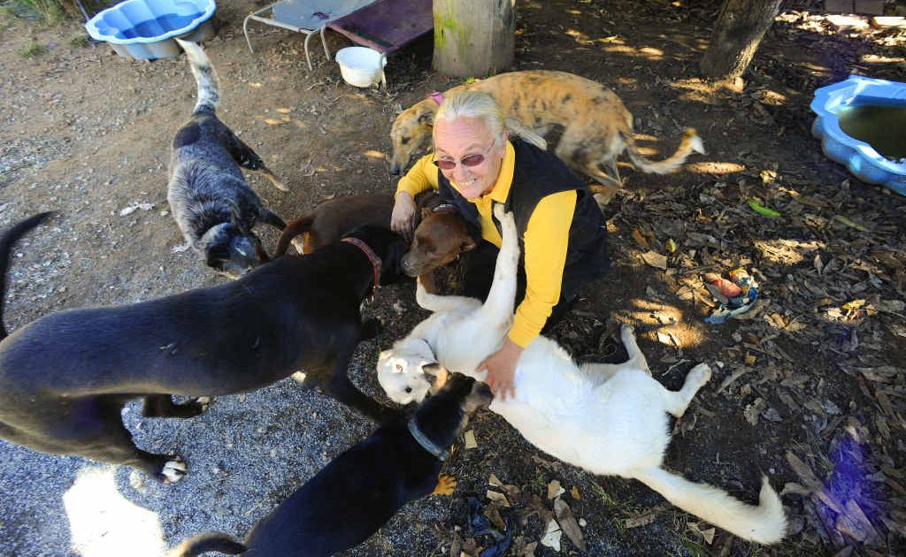 Happy Paws Haven manager Sally Rogers has been told by Clarence Valley Council to remove all the dogs from her Eatonsville property by the end of the month. Happy Paws Haven manager Sally Rogers has been told by Clarence Valley Council to remove all the dogs from her Eatonsville property by the end of the month.