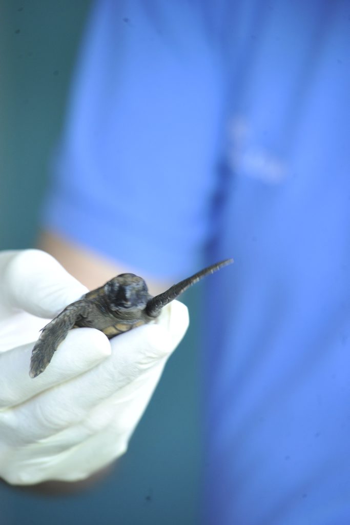 Baby Loggerhead Turtles at the Australian Seabird Rescue. Photo Cathy Adams / The Northern Star