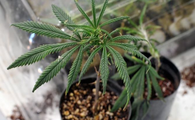 A cannabis crop turned out not to be the way to a woman's heart. A cannabis crop turned out not to be the way to a woman's heart.