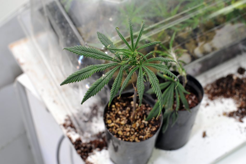 A cannabis crop turned out not to be the way to a woman's heart. A cannabis crop turned out not to be the way to a woman's heart.