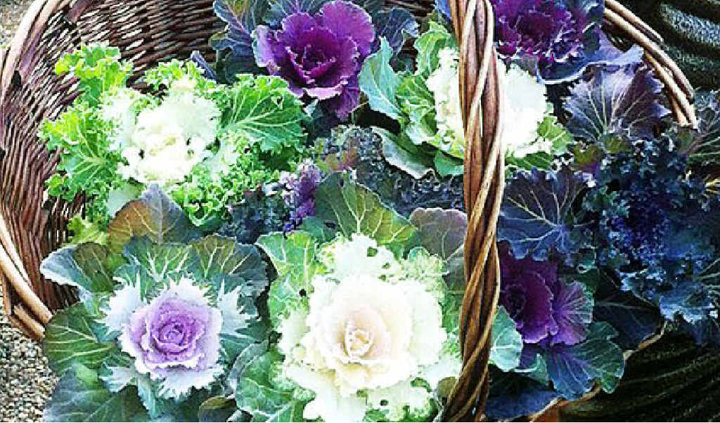 Edible kale should be planted in the cooler months. Edible kale should be planted in the cooler months.