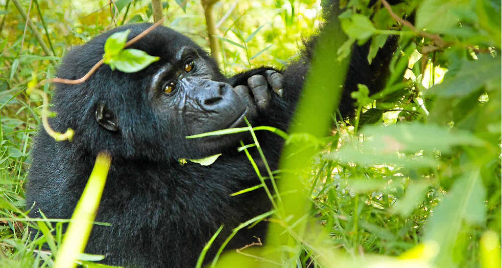 A young gorilla plays near Nkuringo in southern Uganda in the Bwindi Impenetrable Forest, where the endangered animals are fiercely protected. A young gorilla plays near Nkuringo in southern Uganda in the Bwindi Impenetrable Forest, where the endangered animals are fiercely protected.
