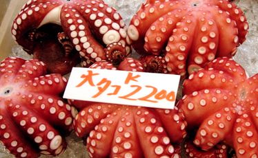 Octopus for sale at the Tsukiji fish market in Tokyo. Octopus for sale at the Tsukiji fish market in Tokyo.