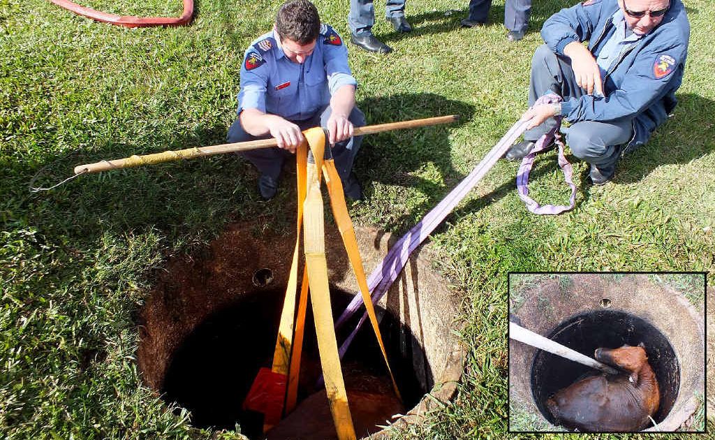 A cow fell in a septic tank and was rescued thanks to a team effort by Gympie Fire and Rescue and RSPCA officers, the owners, their neighbours and crane hire operators. A cow fell in a septic tank and was rescued thanks to a team effort by Gympie Fire and Rescue and RSPCA officers, the owners, their neighbours and crane hire operators.