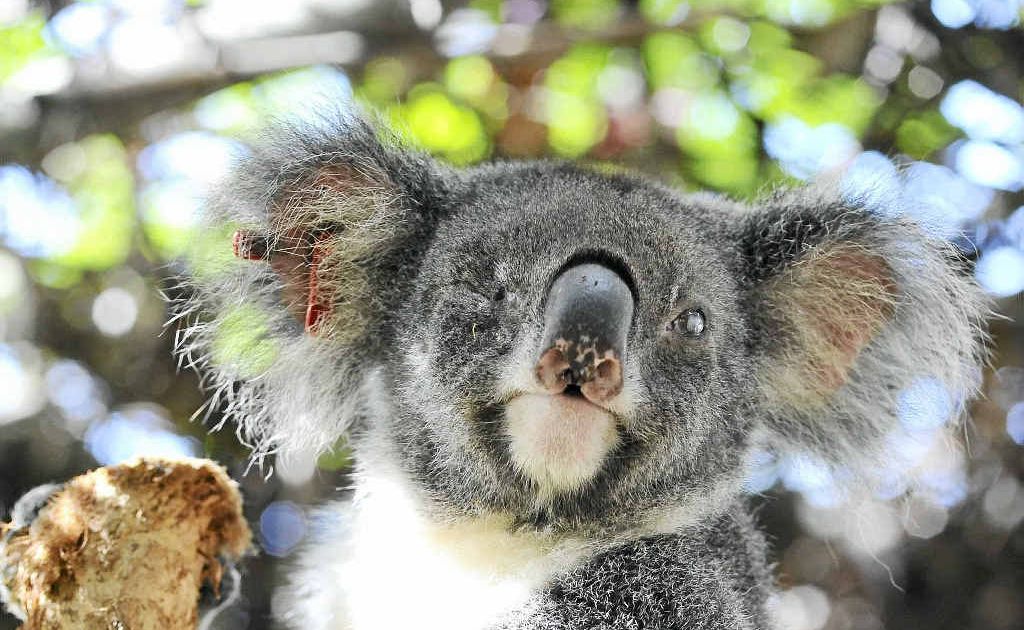 Listed as vulnerable in some parts of Australia, koalas are threatened by some logging pracitices and need help, say the Greens. The Northern Star Listed as vulnerable in some parts of Australia, koalas are threatened by some logging pracitices and need help, say the Greens. The Northern Star