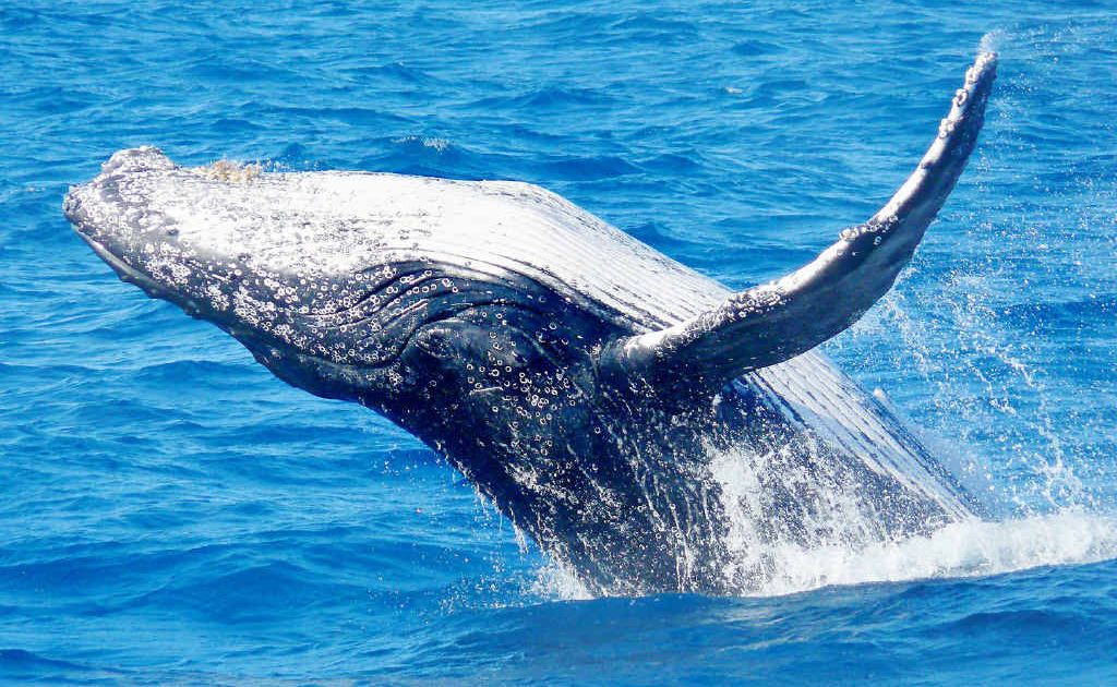 It's a whale of a time | Fraser Coast Chronicle