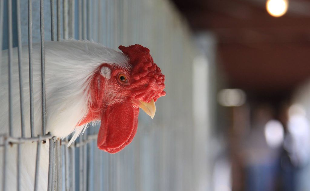 CQ University researchers are helping the poultry industry cut down on waste. CQ University researchers are helping the poultry industry cut down on waste.