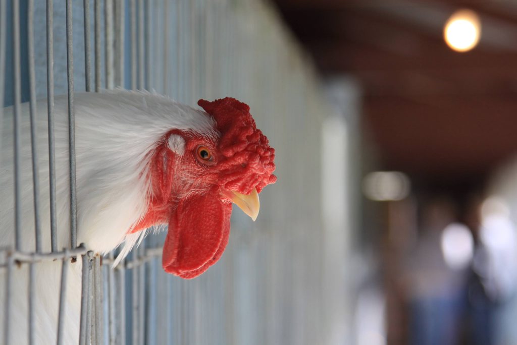 CQ University researchers are helping the poultry industry cut down on waste. CQ University researchers are helping the poultry industry cut down on waste.