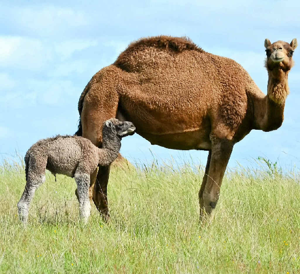 camel cream for eczema