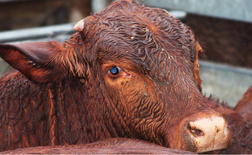 A mob of graziers and 3000 head of cattle braved the dismal conditions at the Emerald special weaner and feeder cattle sale yesterday morning while politicians debated the future of the industry. A mob of graziers and 3000 head of cattle braved the dismal conditions at the Emerald special weaner and feeder cattle sale yesterday morning while politicians debated the future of the industry.