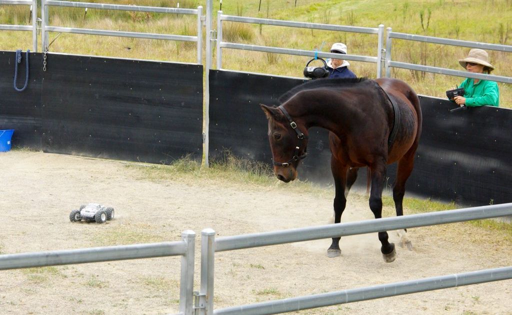 University researchers have cast doubt on the humanity invovled in the Monty Roberts method of horse training University researchers have cast doubt on the humanity invovled in the Monty Roberts method of horse training