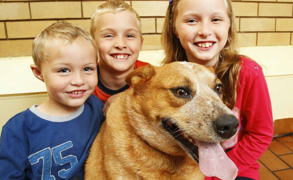 Pleased to see their dog Izzy back in good health are (from left) Lachlan, Trent and Emily Dowell of Karalee. Pleased to see their dog Izzy back in good health are (from left) Lachlan, Trent and Emily Dowell of Karalee.