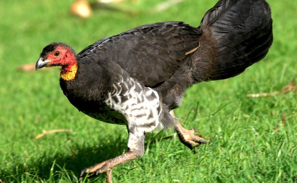 Why did the turkey play chicken and cross the road? Sunshine Coast Daily