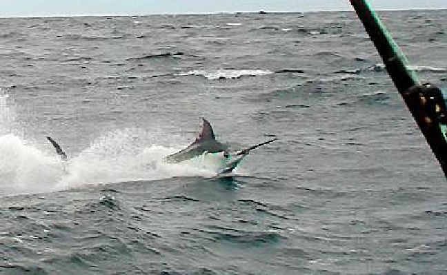 An angry marlin going like a bat out of hell shortly after hookup off Coffs. Photo: Wanda Fenner An angry marlin going like a bat out of hell shortly after hookup off Coffs. Photo: Wanda Fenner