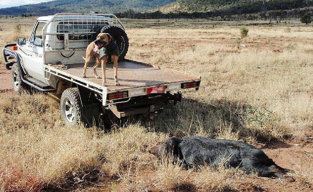 Pig hunters have hit back at RSPCA claims about the use of dogs on the job. Pig hunters have hit back at RSPCA claims about the use of dogs on the job.