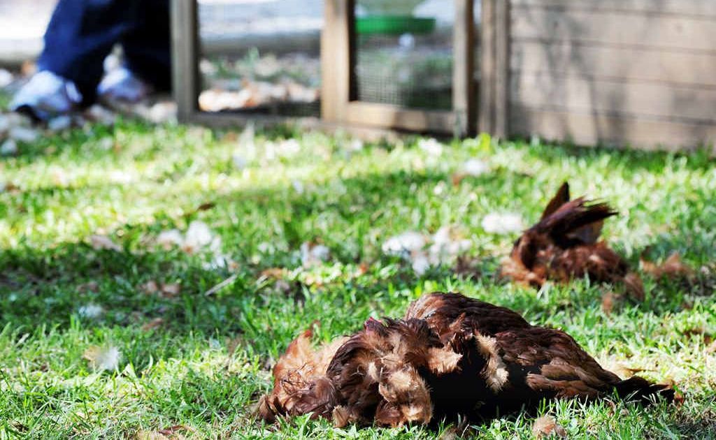 The scene where five chickens were ripped from their cage and killed by two dogs in Wondunna. 