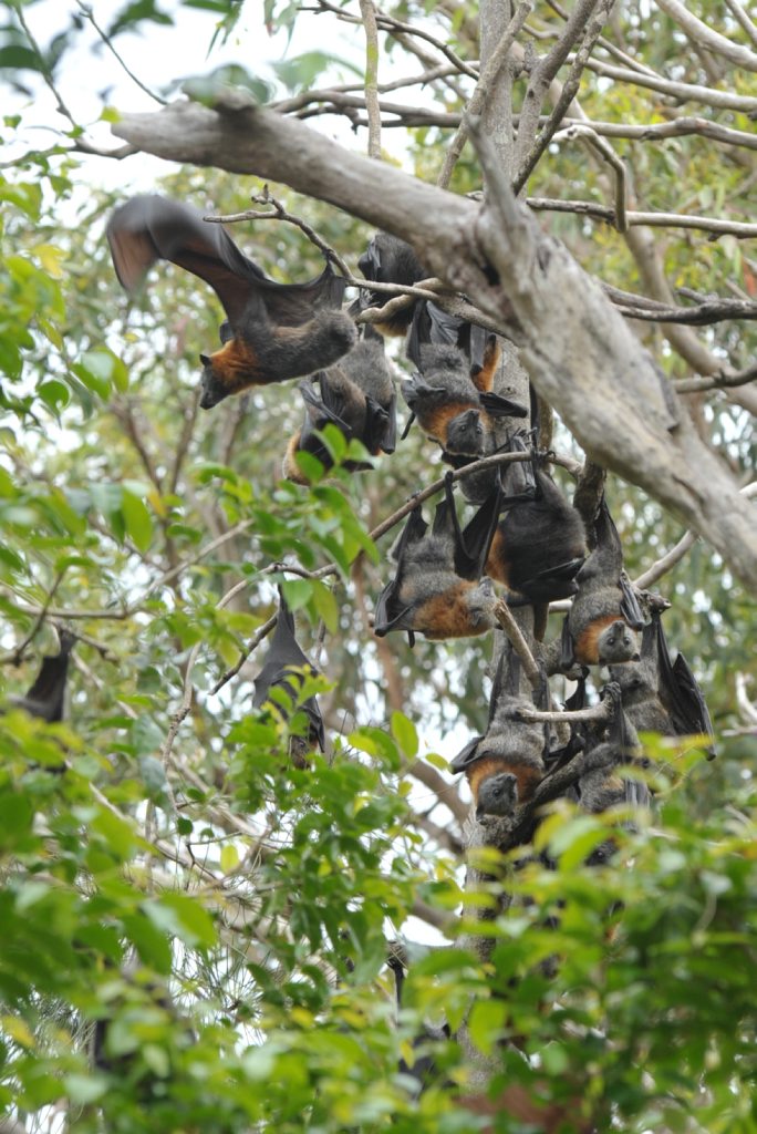 The discovery of a new virus in Australian bat colonies could be the key to unlocking the secrets of the deadly Hendra and Nipah viruses. The discovery of a new virus in Australian bat colonies could be the key to unlocking the secrets of the deadly Hendra and Nipah viruses.