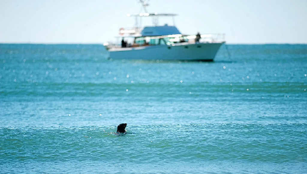 A young seal plays off the southern end of Mooloolaba Beach. A young seal plays off the southern end of Mooloolaba Beach.