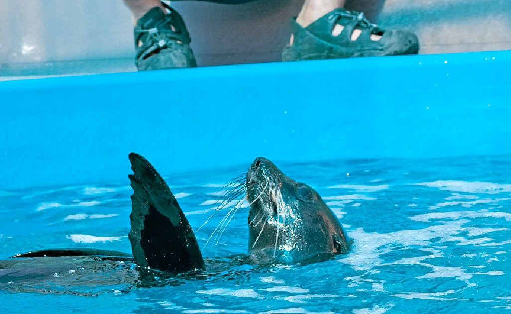 Dr Duan March and the juvenile fur seal under rehabilitation at the Pet Porpoise Pool. Dr Duan March and the juvenile fur seal under rehabilitation at the Pet Porpoise Pool.