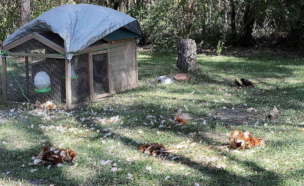 The Wondunna family who watched its pet dog, cat and five chickens killed will not be informed of the attacking dogs’ fate. The Wondunna family who watched its pet dog, cat and five chickens killed will not be informed of the attacking dogs’ fate.