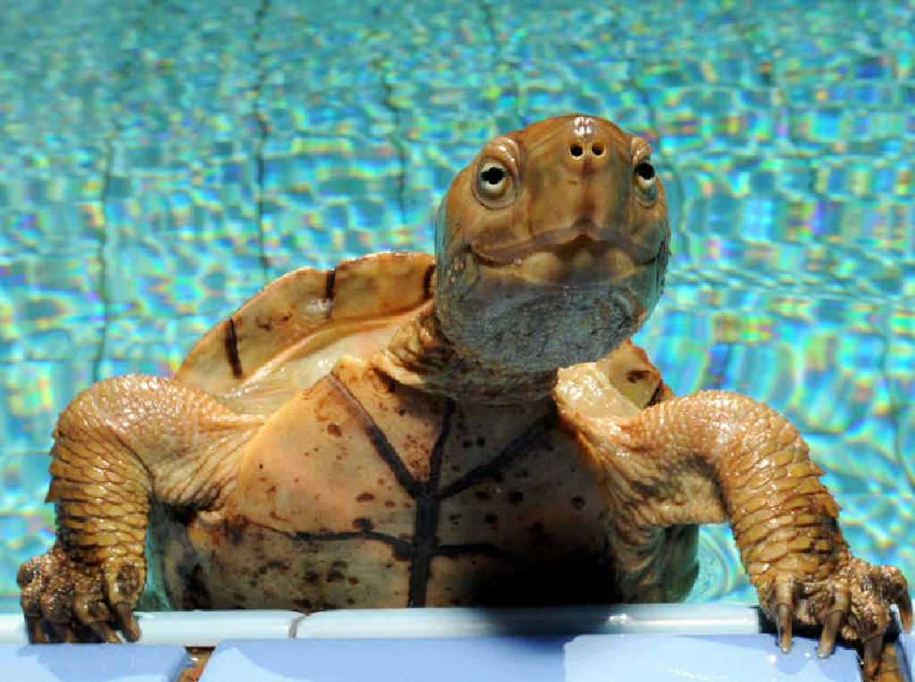 A turtle gets out of a swimming pool in Essaouira, Morocco. A turtle gets out of a swimming pool in Essaouira, Morocco.