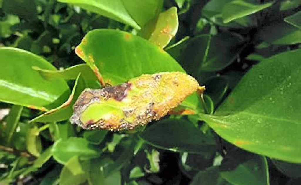 Myrtle rust on Eugenia reinwardtiana. Myrtle rust on Eugenia reinwardtiana.