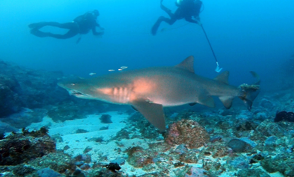 Bans to come in to effect around known grey nurse aggregation sites at Fish Rock, Green Island, Mermaid Reef near Crowdy Head and Magic Point at Maroubra. Bans to come in to effect around known grey nurse aggregation sites at Fish Rock, Green Island, Mermaid Reef near Crowdy Head and Magic Point at Maroubra.