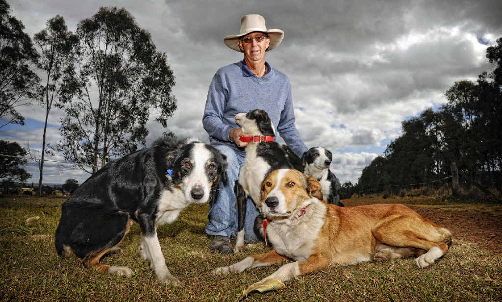 SOMETHING IS WORKING: The Clarence is fast becoming a breeding ground for great working dogs, says Grafton dog trainer Lew Malloy. SOMETHING IS WORKING: The Clarence is fast becoming a breeding ground for great working dogs, says Grafton dog trainer Lew Malloy.
