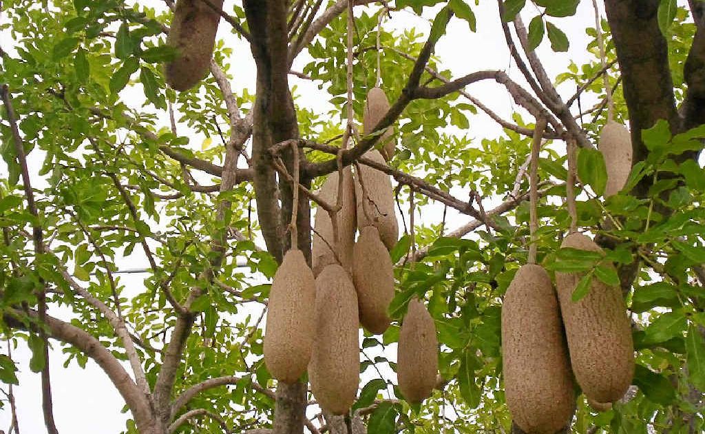 The fruit of the Kigelia pinnata aka 'sausage tree'. The fruit of the Kigelia pinnata aka 'sausage tree'.