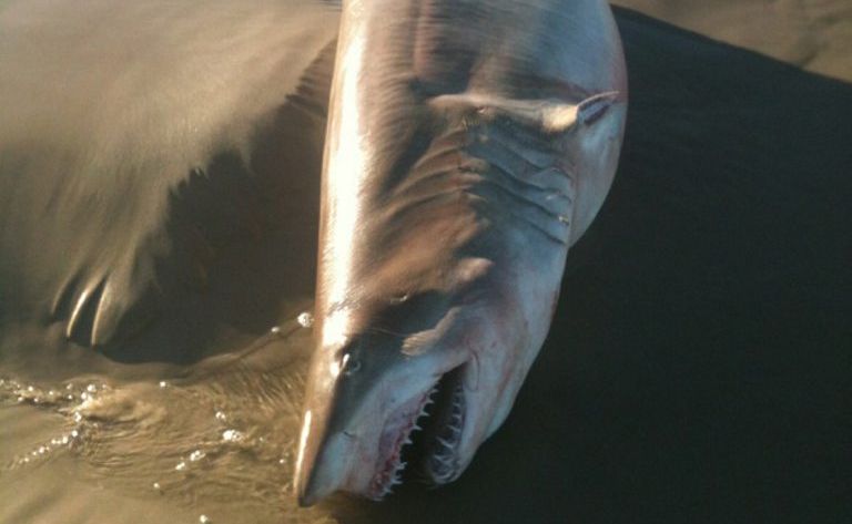 A young female shark with its fins cut off was found dying on Airforce Beach at Evans Head recently. A young female shark with its fins cut off was found dying on Airforce Beach at Evans Head recently.