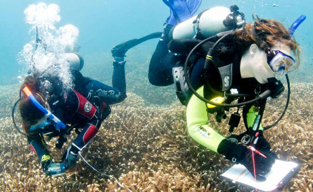 Reef Check survey divers record data for a long-term monitoring project. The not-for-profit organisation has spent the past two days installing monitoring stations in reefs around Hervey Bay. Reef Check survey divers record data for a long-term monitoring project. The not-for-profit organisation has spent the past two days installing monitoring stations in reefs around Hervey Bay.