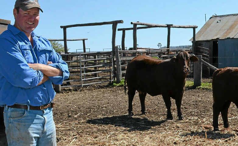 HANDS ON: Brett White with Sydney Royal grand champion Walmona Remita and her six-month-old calf Womina Tyler. HANDS ON: Brett White with Sydney Royal grand champion Walmona Remita and her six-month-old calf Womina Tyler.