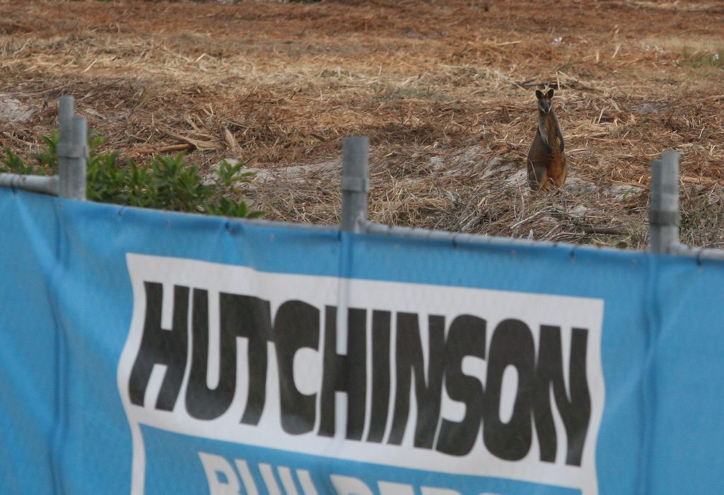 A Hutchinson building site at Casuarina where Wallabies and other wildlife are seemingly trapped. A Hutchinson building site at Casuarina where Wallabies and other wildlife are seemingly trapped.