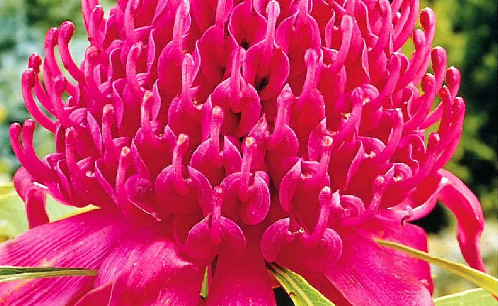 Waratah (telopea speciosissima) Waratah (telopea speciosissima)