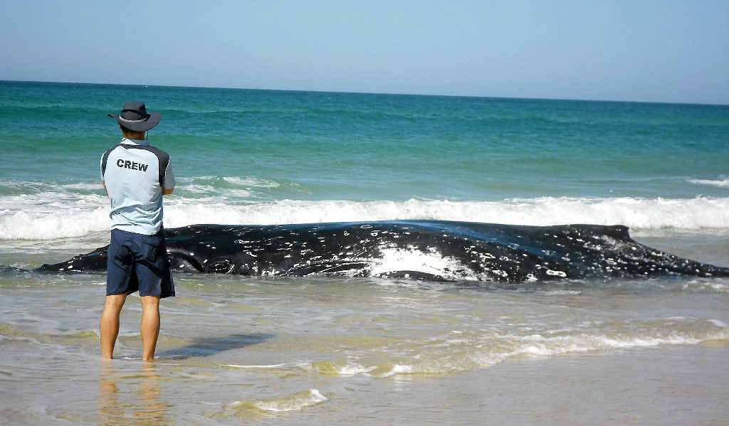 Marine vet Dr Duan March stands vigil over a stranded humpback whale on Sandon Beach yesterday. Sadly the young whale had to be euthanised yesterday afternoon. Marine vet Dr Duan March stands vigil over a stranded humpback whale on Sandon Beach yesterday. Sadly the young whale had to be euthanised yesterday afternoon.