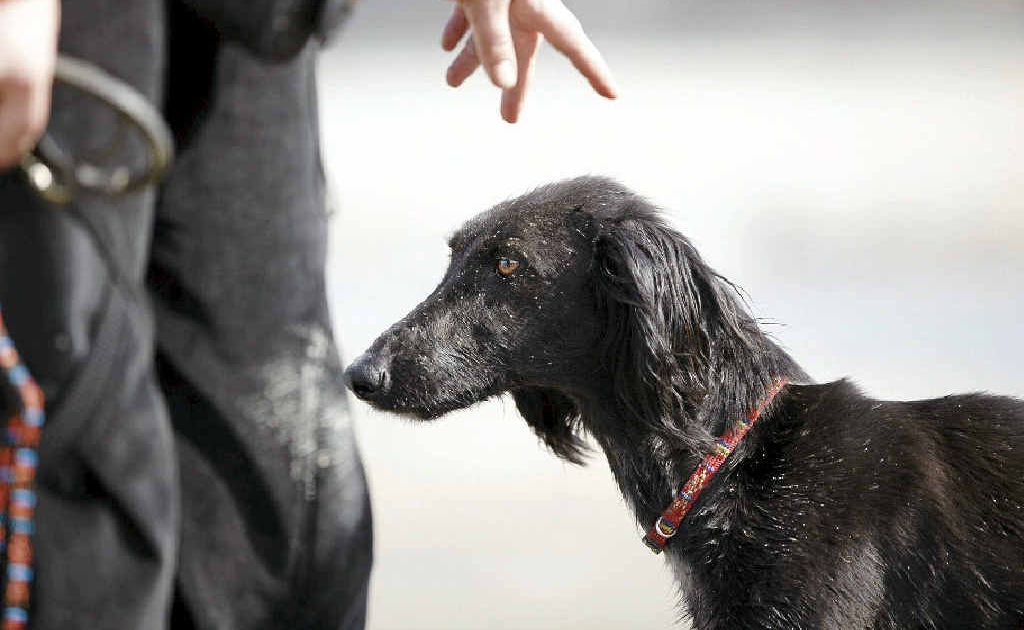 Ballina council is considering establishing a new off leash area to encourage socialisation of dogs with an aim to reduce dog attacks in the shire. Ballina council is considering establishing a new off leash area to encourage socialisation of dogs with an aim to reduce dog attacks in the shire.