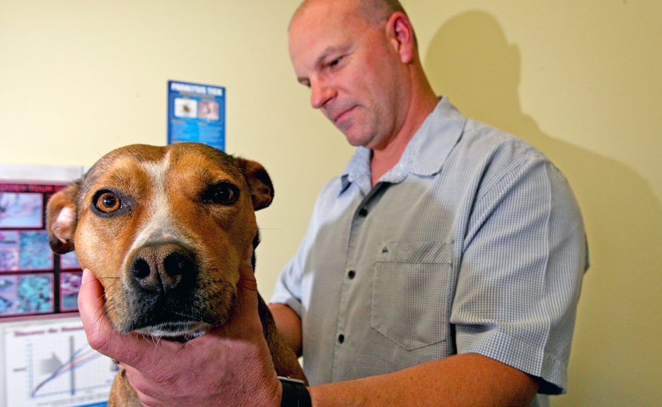 Vet Dr Matthew Casey gives "Chloe" the staffy the once over for ticks. Vet Dr Matthew Casey gives "Chloe" the staffy the once over for ticks.