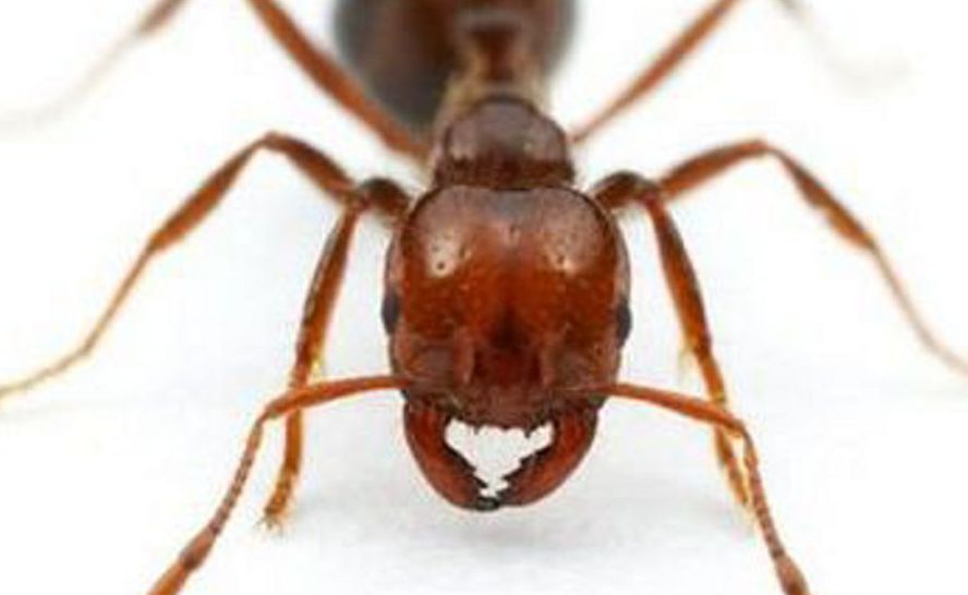 Biosecurity Queensland have defended their position not to reveal exactly where the fire ant find occurred in Roma. Biosecurity Queensland have defended their position not to reveal exactly where the fire ant find occurred in Roma.