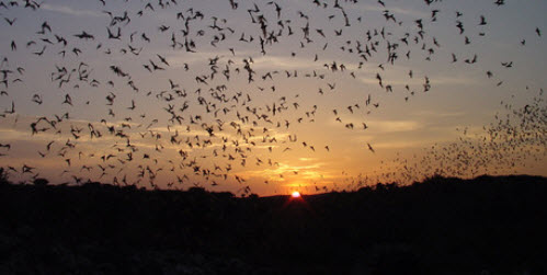 Bats in the Chihuahuan Desert. Bats in the Chihuahuan Desert.