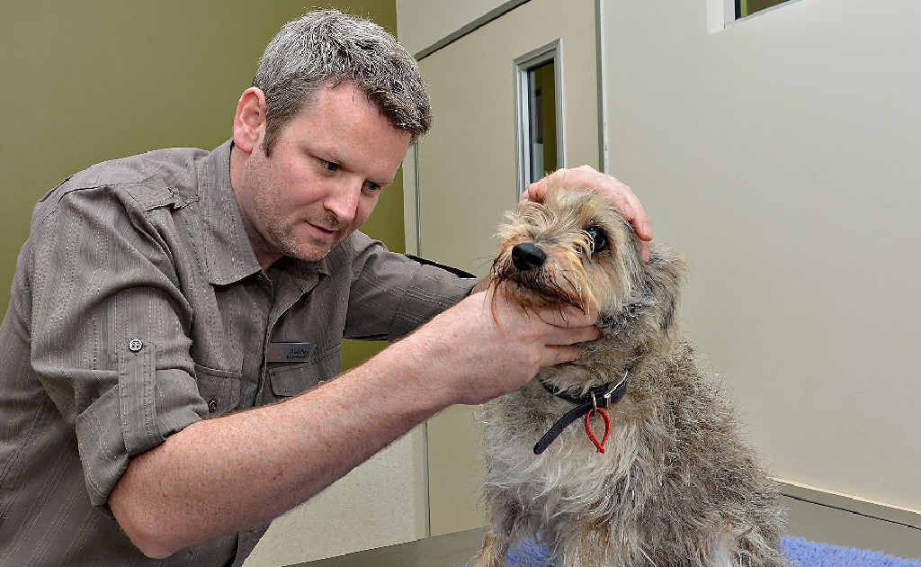Vets are warning pet owners to check their pets regularly as it's shaping shaping up to be a bad season for ticks. Vets are warning pet owners to check their pets regularly as it's shaping shaping up to be a bad season for ticks.