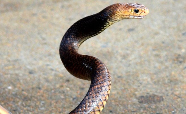 Snakes are posing an interesting challenge for the Wiggins Island Coal terminal construction team. Snakes are posing an interesting challenge for the Wiggins Island Coal terminal construction team.