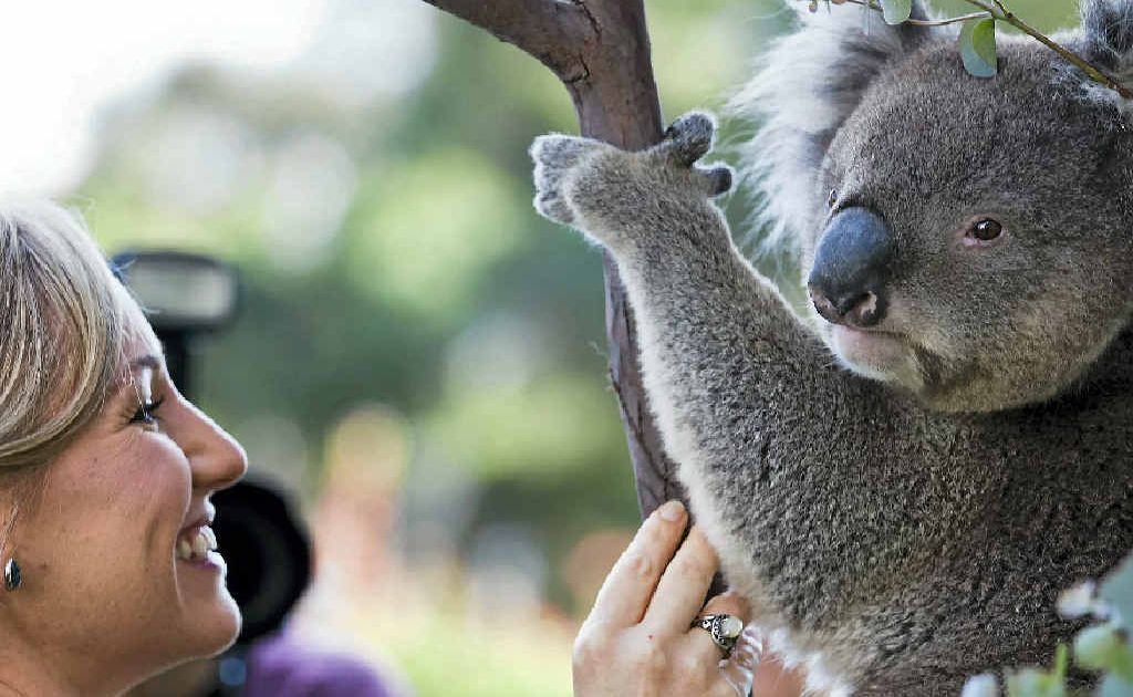 'Winston' the koala 'Winston' the koala