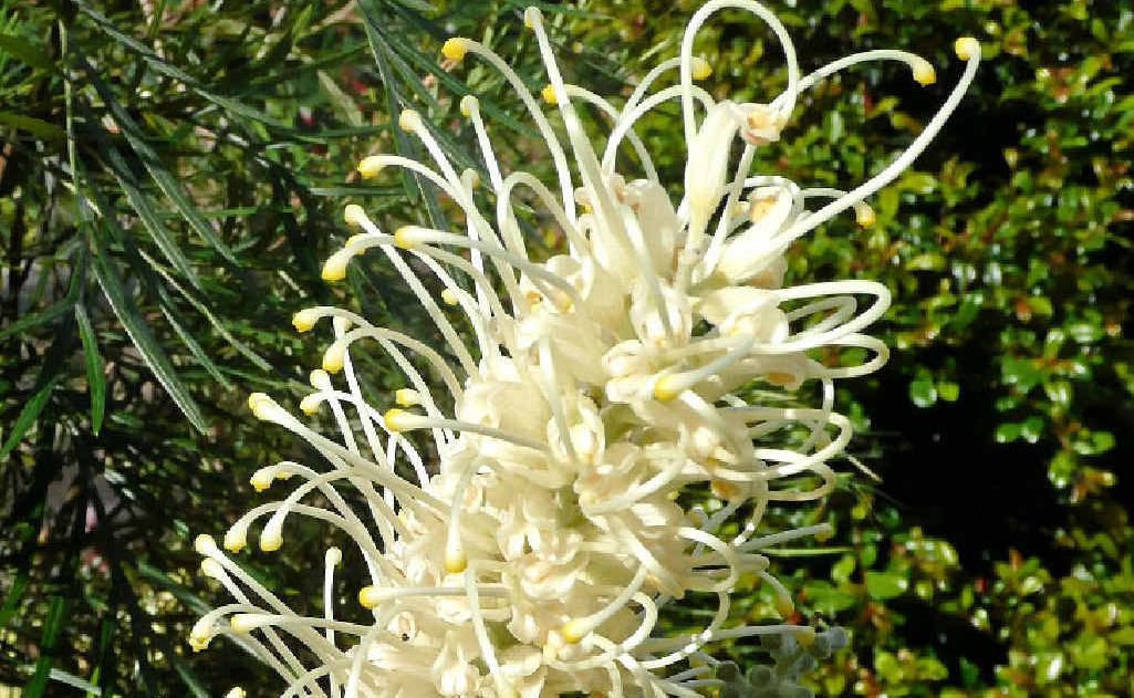 The moonlight grevillea flowers all-year round. The moonlight grevillea flowers all-year round.