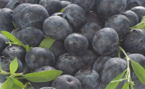 Fresh blueberries are great for pancakes, cakes, smoothies and even some savory treats. Fresh blueberries are great for pancakes, cakes, smoothies and even some savory treats.