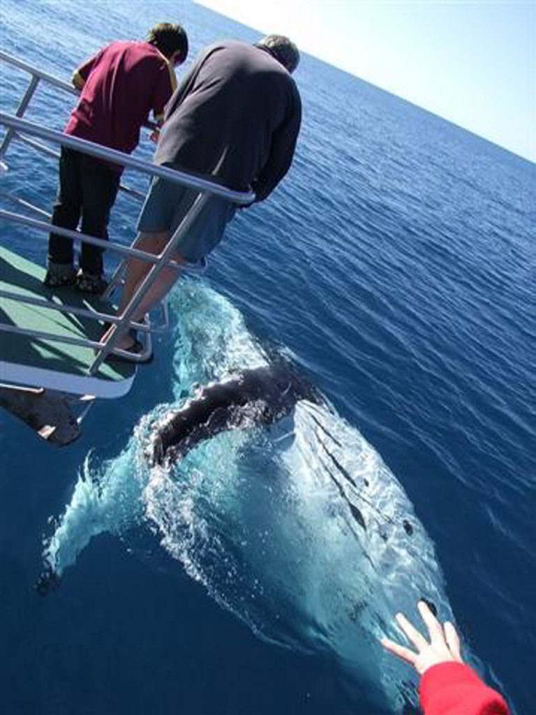 Tourism Fraser Coast says Hervey Bay is, and will continue to be, the whale-watching capital of the world. Tourism Fraser Coast says Hervey Bay is, and will continue to be, the whale-watching capital of the world.