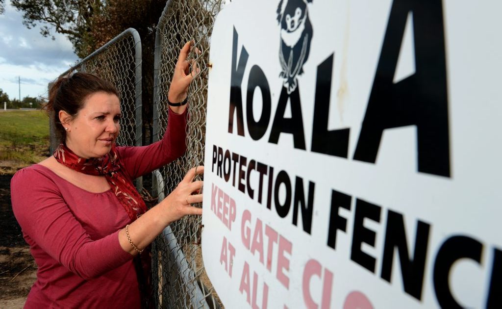 Jenny Hayes at a fence designed to keep koalas safe from traffic near the site of a bushfire in Cudgen. Jenny Hayes at a fence designed to keep koalas safe from traffic near the site of a bushfire in Cudgen.