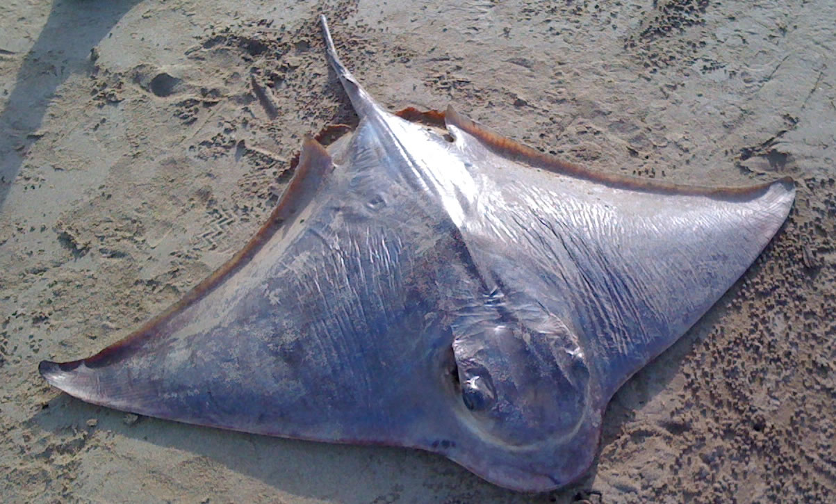 Stingrays have washed up onto Jetty Beach in recent days with their tails and barbs cut off. Stingrays have washed up onto Jetty Beach in recent days with their tails and barbs cut off.