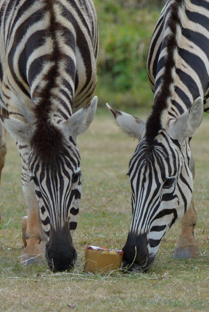 Scientists have found that bold black and white stripes do not help you blend in. Scientists have found that bold black and white stripes do not help you blend in.