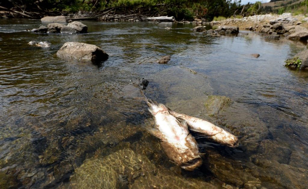 The department of heritage and environment are investigating the death of hundreds of fish in the Brisbane River at Lowood. The department of heritage and environment are investigating the death of hundreds of fish in the Brisbane River at Lowood.