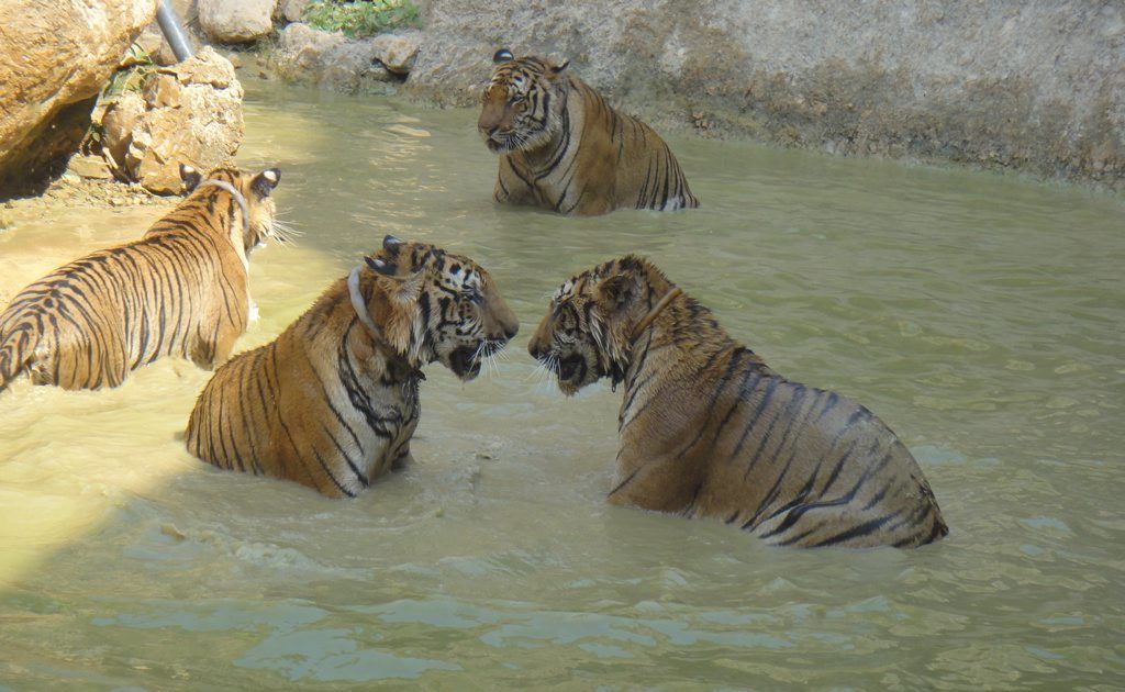 Tigers enjoy play time at the Tiger Temple, two hours from Bangkok in Thailand. Tigers enjoy play time at the Tiger Temple, two hours from Bangkok in Thailand.